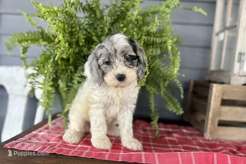 Hazel – Cockapoo, Cocker Spaniel puppy for sale in Trenton, MO