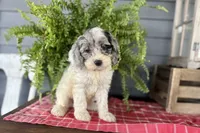 Hazel, a female Cockapoo and Cocker Spaniel for sale in Trenton, MO – 3 of 10