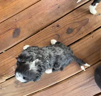 Luck , a female Miniature Bernedoodle and Bernefie for sale in Trenton, MO – 3 of 3