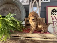 Sally, a female Goldendoodle and Miniature Goldendoodle for sale in Trenton, MO – Photo 5 of 6