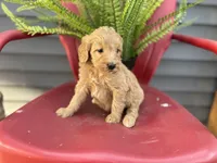 Sally, a female Goldendoodle and Miniature Goldendoodle for sale in Trenton, MO – Photo 2 of 6