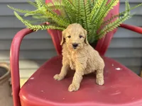 Sally, a female Goldendoodle and Miniature Goldendoodle for sale in Trenton, MO – Photo 1 of 6