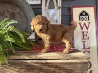 Sally, a female Goldendoodle and Miniature Goldendoodle for sale in Trenton, MO – Photo 4 of 6