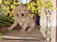 Sally, a female Bernedoodle and Miniature Bernedoodle for sale in Trenton, MO – Photo 1 of 4