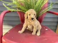 Sally, a female Goldendoodle and Miniature Goldendoodle for sale in Trenton, MO – Photo 3 of 6