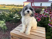 Hazel, a female Cockapoo and Cocker Spaniel for sale in Trenton, MO – 5 of 9