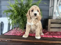 Ash, a male Cockapoo and Cocker Spaniel for sale in Trenton, MO – 3 of 10
