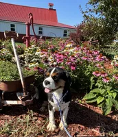 Daisy , a female Cavalier King Charles Spaniel for sale in Trenton, MO – 2 of 2
