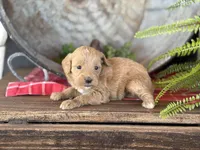 Tina , a female Bernedoodle and Miniature Bernedoodle for sale in Trenton, MO – Photo 1 of 2