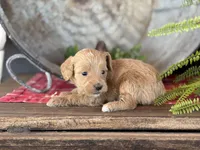 Tina , a female Bernedoodle and Miniature Bernedoodle for sale in Trenton, MO – Photo 2 of 2