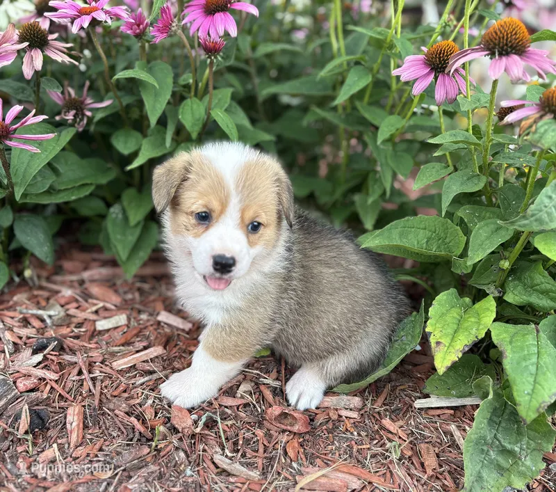 AKC- Jayden  – Pembroke Welsh Corgi puppy for sale in Trenton, MO