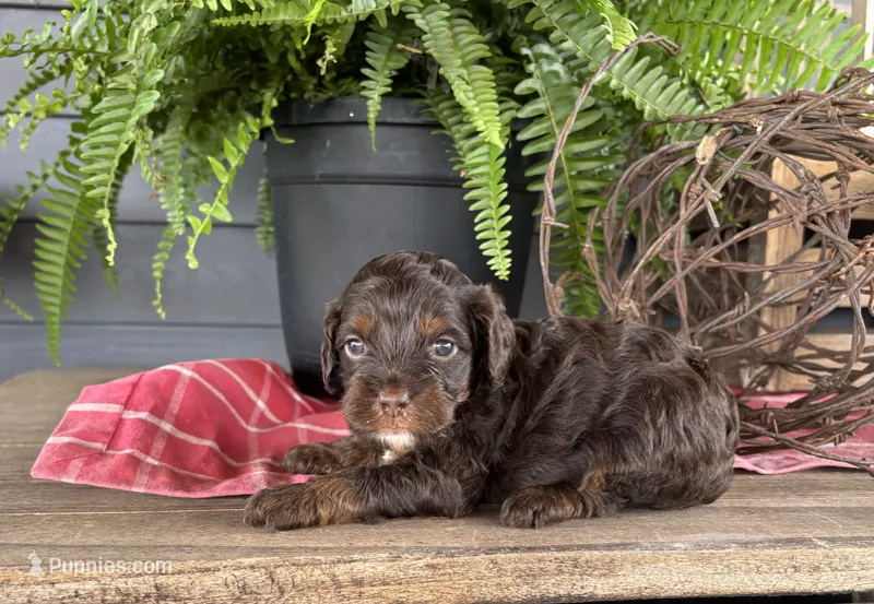 Izzy – Cockapoo, Cocker Spaniel puppy for sale in Trenton, MO