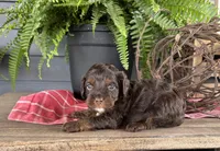 Izzy, a female Cockapoo and Cocker Spaniel for sale in Trenton, MO – 1 of 3