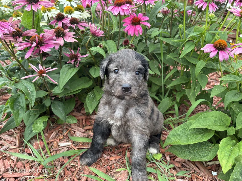 Lucy – Aussiedoodle, Miniature Aussiedoodle puppy for sale in Trenton, MO