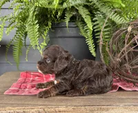 Izzy, a female Cockapoo and Cocker Spaniel for sale in Trenton, MO – 3 of 3