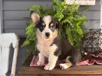 AKC Riley , a female Pembroke Welsh Corgi for sale in Trenton, MO – 1 of 2