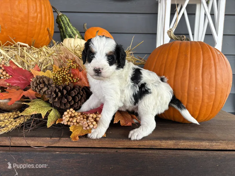 Chief  – Miniature Bernedoodle, Bernefie puppy for sale in Trenton, MO