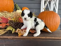 Chief , a male Miniature Bernedoodle and Bernefie for sale in Trenton, MO – 1 of 4