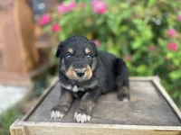 Hannah , a female Aussiedoodle and Miniature Aussiedoodle for sale in Trenton, MO – 2 of 3