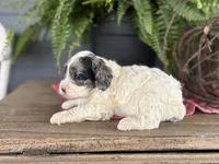 Hazel, a female Cockapoo and Cocker Spaniel for sale in Trenton, MO – 2 of 3
