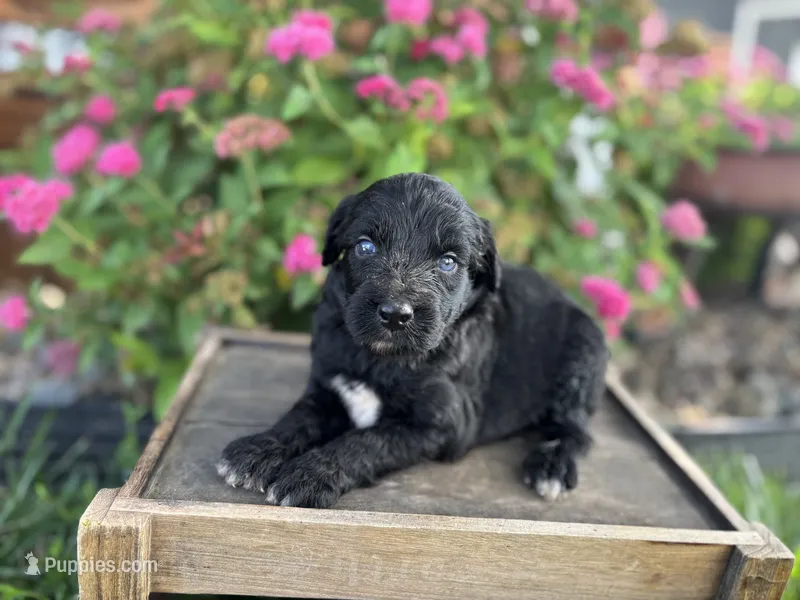 Abby – Aussiedoodle, Miniature Aussiedoodle puppy for sale in Trenton, MO
