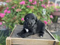 Abby, a female Aussiedoodle and Miniature Aussiedoodle for sale in Trenton, MO – 1 of 2