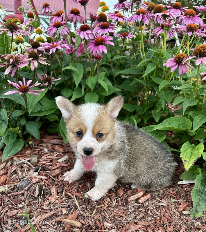AKC- Reece  – Pembroke Welsh Corgi puppy for sale in Trenton, MO