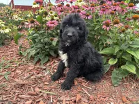 Abby, a female Aussiedoodle and Miniature Aussiedoodle for sale in Trenton, MO – 3 of 3