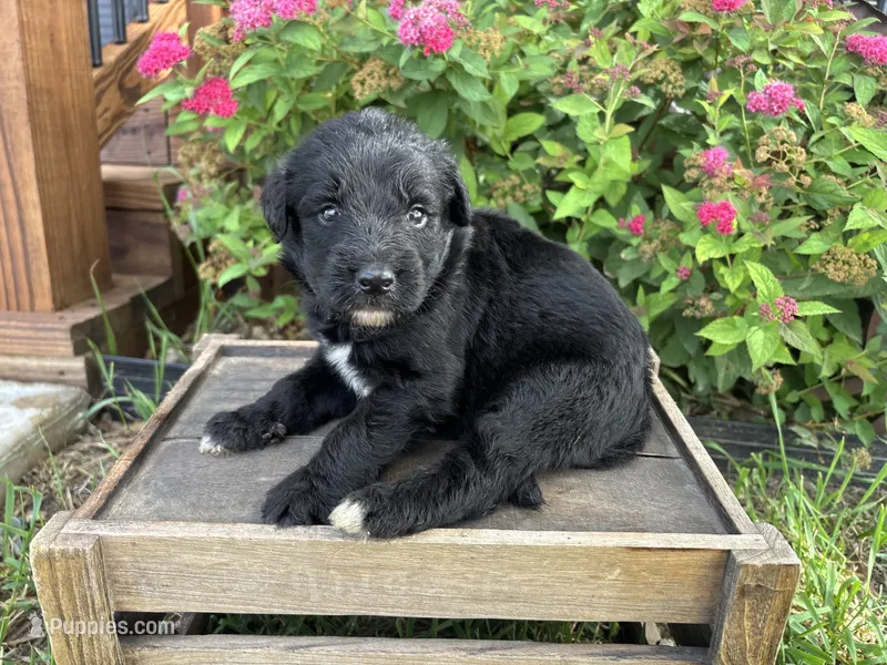 Finn – Aussiedoodle, Miniature Aussiedoodle puppy for sale in Trenton, MO