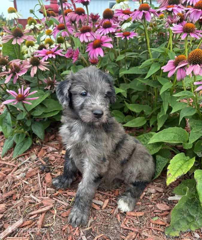 Lucy – Aussiedoodle, Miniature Aussiedoodle puppy for sale in Trenton, MO