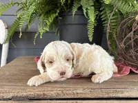 Cookie, a male Cockapoo and Cocker Spaniel for sale in Trenton, MO – 3 of 3