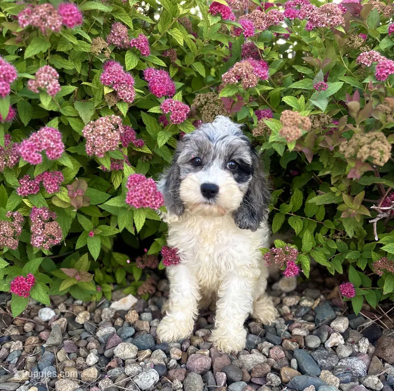 Hazel – Cockapoo, Cocker Spaniel puppy for sale in Trenton, MO