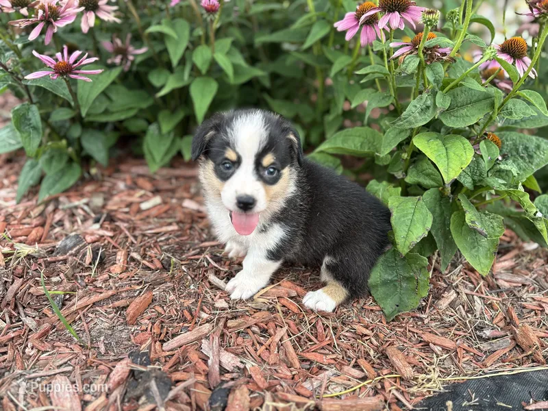 AKC- Riley  – Pembroke Welsh Corgi puppy for sale in Trenton, MO
