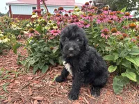 Abby, a female Aussiedoodle and Miniature Aussiedoodle for sale in Trenton, MO – 2 of 2