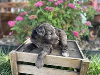 Lucy, a female Aussiedoodle and Miniature Aussiedoodle for sale in Trenton, MO – 2 of 3