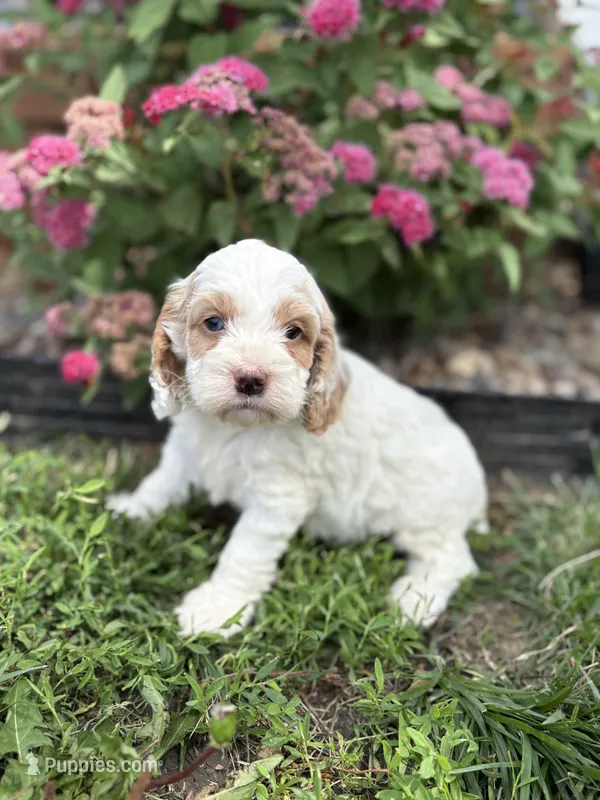 Cookie – Cockapoo, Cocker Spaniel puppy for sale in Trenton, MO