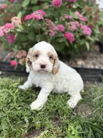 Cookie, a male Cockapoo and Cocker Spaniel for sale in Trenton, MO – 6 of 10
