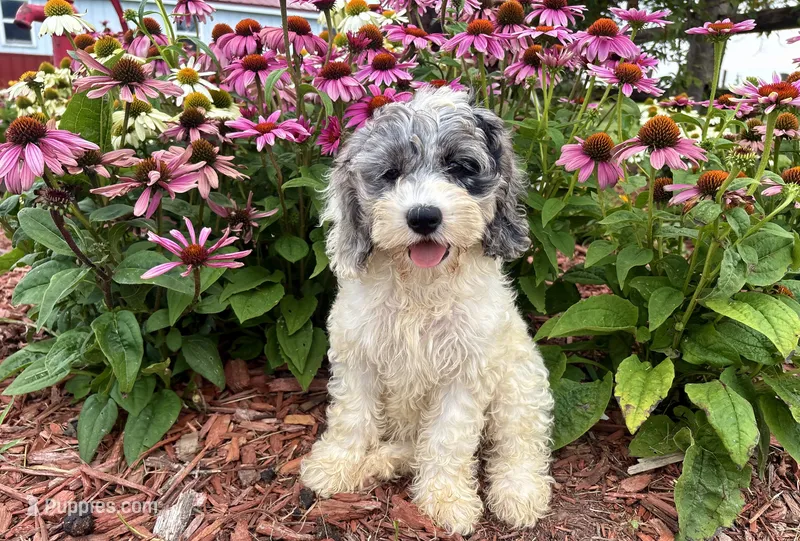 Hazel – Cockapoo, Cocker Spaniel puppy for sale in Trenton, MO