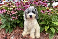 Hazel, a female Cockapoo and Cocker Spaniel for sale in Trenton, MO – 1 of 9
