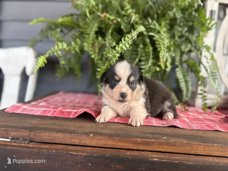 AKC- Riley  – Pembroke Welsh Corgi puppy for sale in Trenton, MO