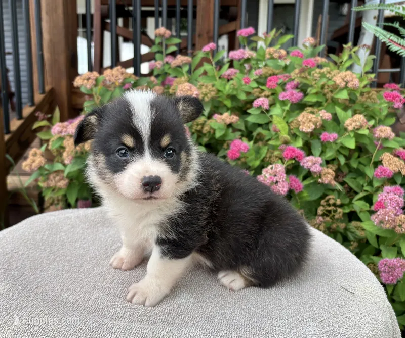 AKC- Zoie  – Pembroke Welsh Corgi puppy for sale in Trenton, MO