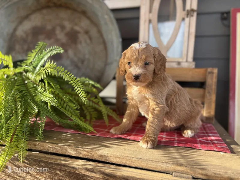 Cash – Bernedoodle, Miniature Bernedoodle puppy for sale in Trenton, MO