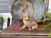 Cash, a male Bernedoodle and Miniature Bernedoodle for sale in Trenton, MO – Photo 2 of 3