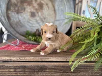 Cash, a male Bernedoodle and Miniature Bernedoodle for sale in Trenton, MO – Photo 3 of 3