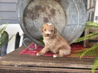 Cash, a male Bernedoodle and Miniature Bernedoodle for sale in Trenton, MO – Photo 1 of 3