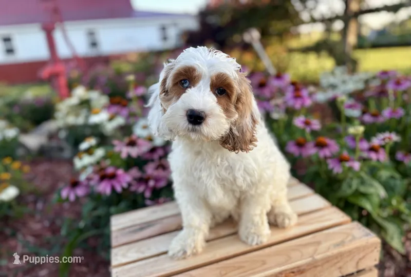 Cookie – Cockapoo, Cocker Spaniel puppy for sale in Trenton, MO