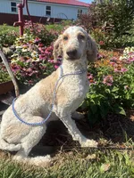 Jax, a male Poodle - Miniature  and Poodle - Standard  for sale in Trenton, MO – 3 of 3