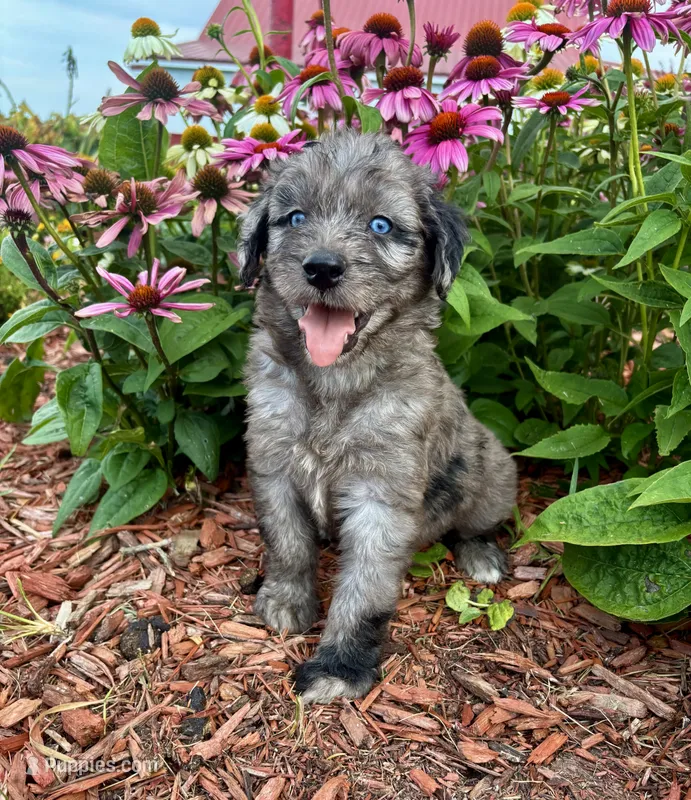 Jesse – Aussiedoodle, Miniature Aussiedoodle puppy for sale in Trenton, MO