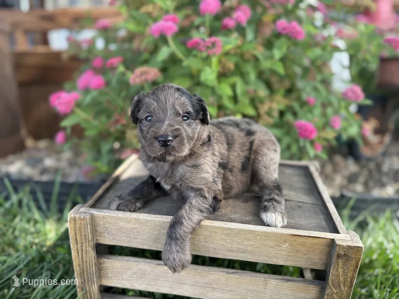 Lucy – Aussiedoodle, Miniature Aussiedoodle puppy for sale in Trenton, MO