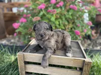 Lucy, a female Aussiedoodle and Miniature Aussiedoodle for sale in Trenton, MO – 1 of 3
